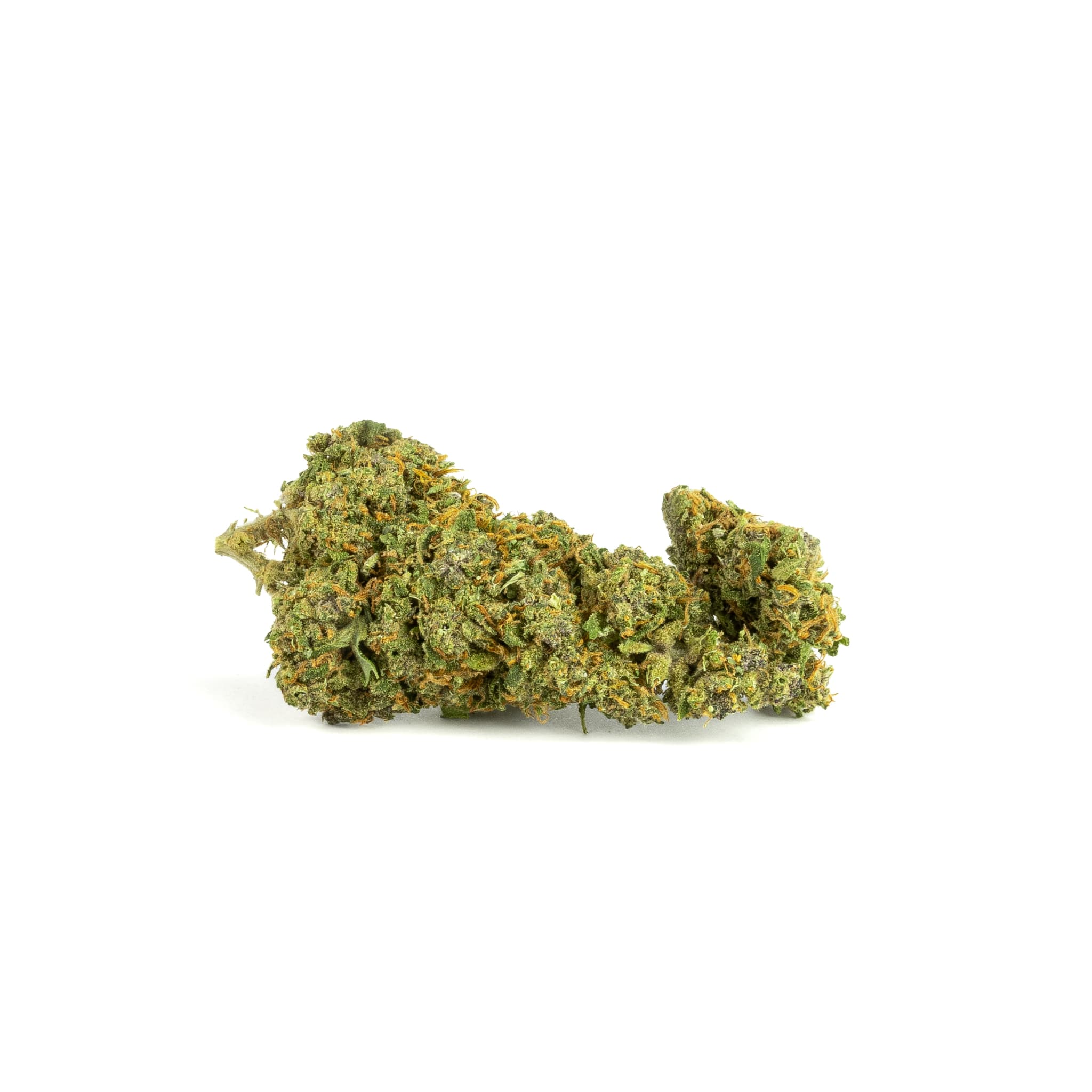 Mimosa 