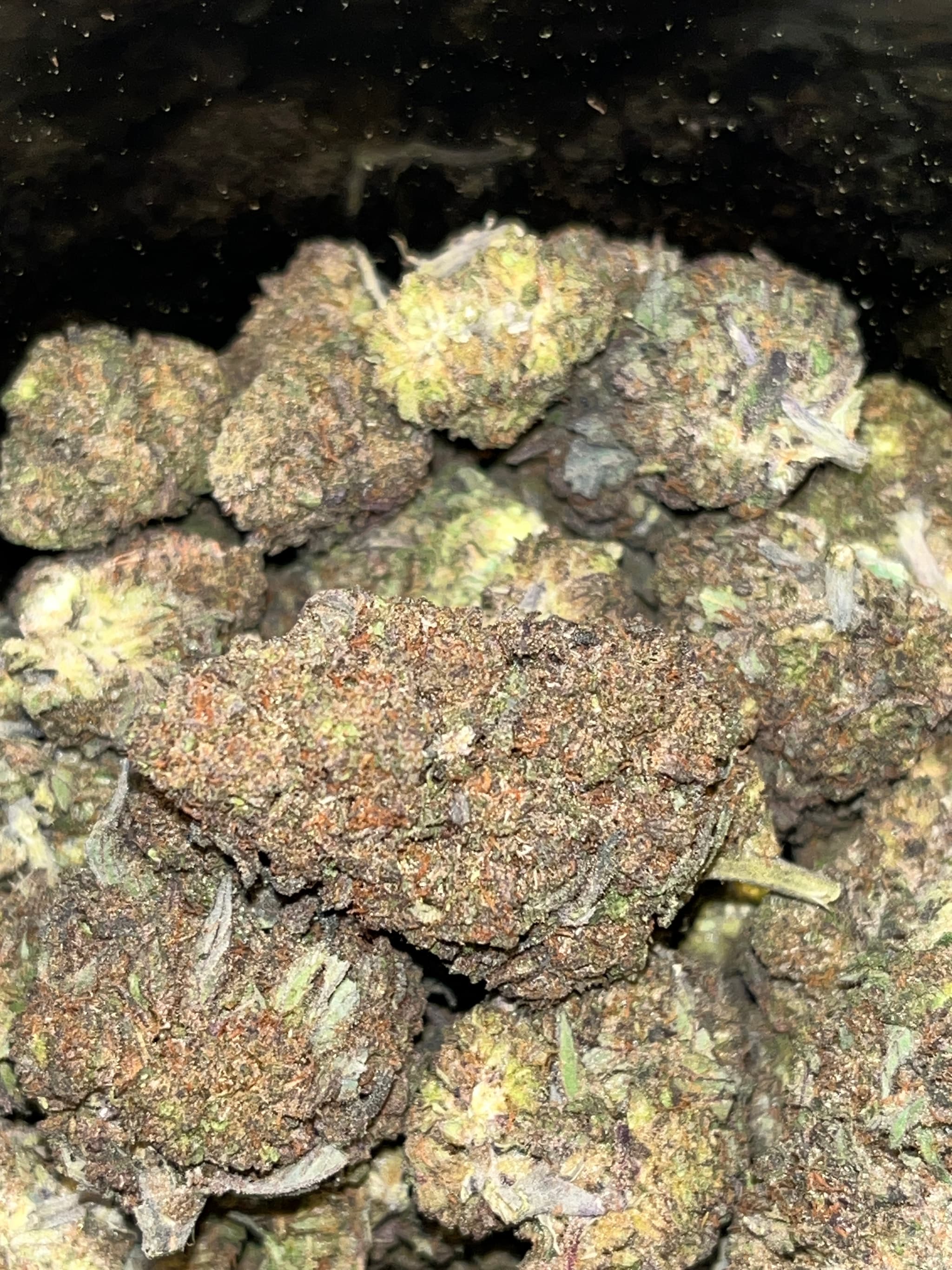 Black mango CBD Indoor