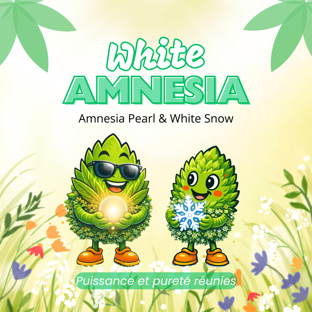 Pack White Amnesia 10gr + 10gr