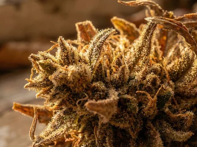 Gros plan sur une fleur de chanvre séchée illustrant le processus naturel d'oxydation qui crée le CBN.