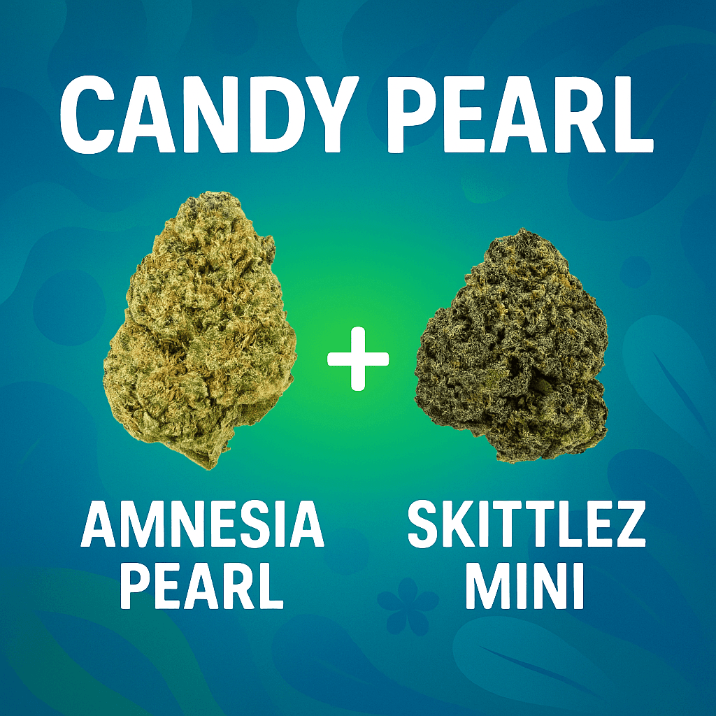 Pack Candy Pearl 