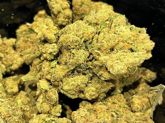 Amnesia Gold Indoor