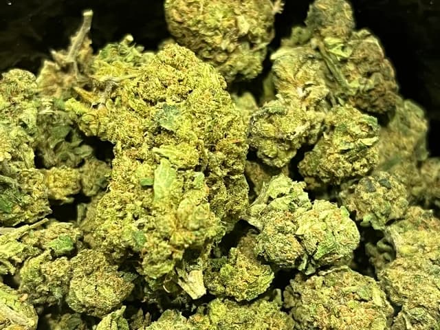 Tropical Haze CBD Greenhouse